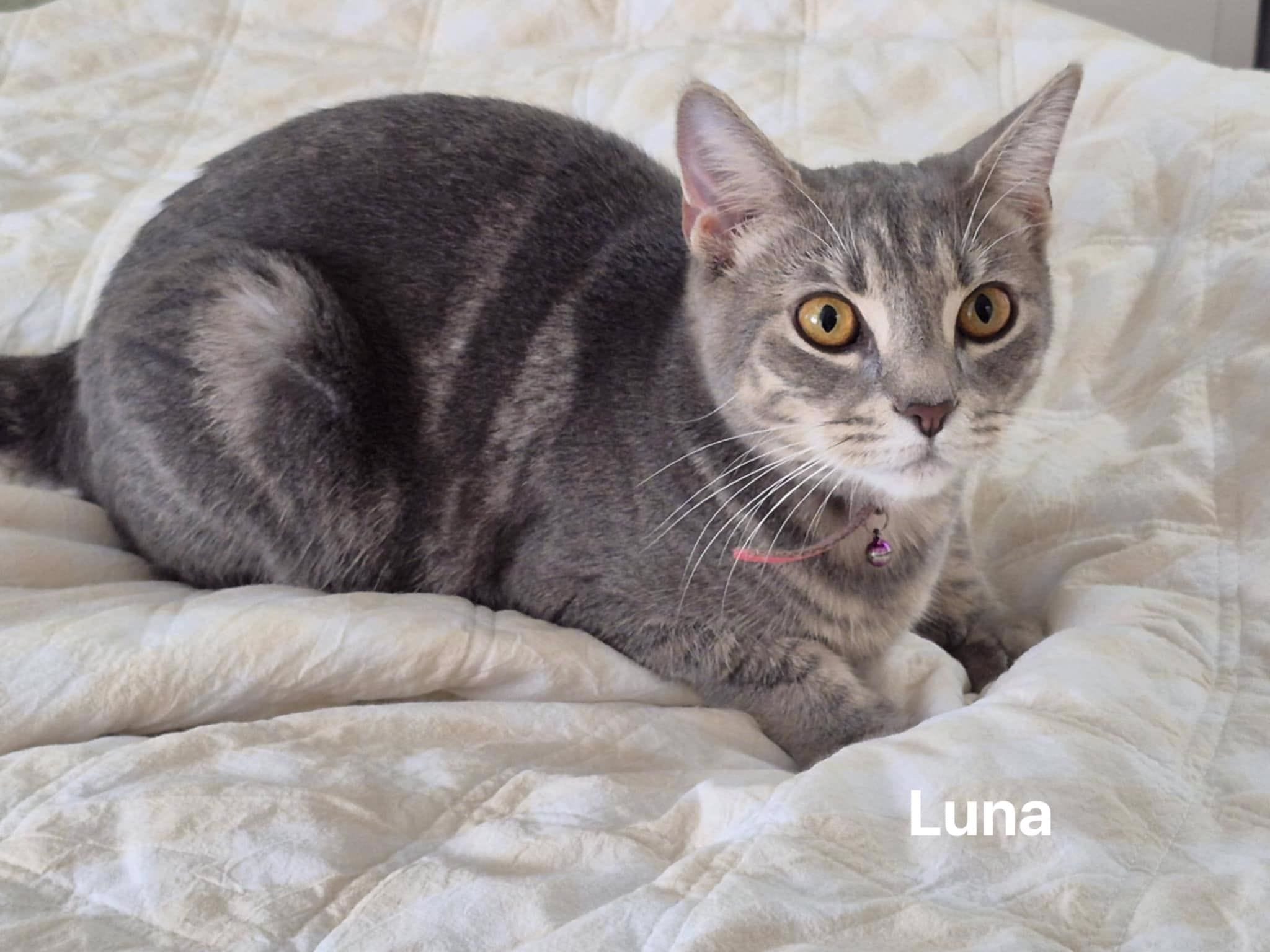 Luna Luna
